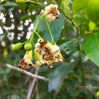 Cordia oblongifolia Thwaites